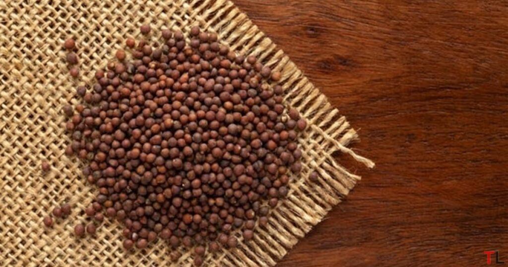 Brown Mustard seeds (Brasicca Juncea) on Jute cloth